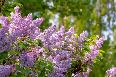 Çiçekli leylak çalısı.