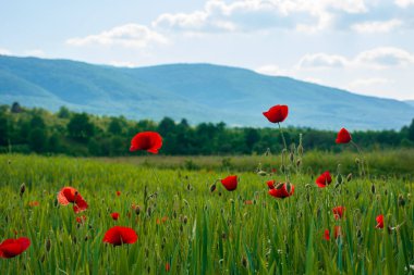 Kırmızı gelincik tarlada çiçek açıyor.