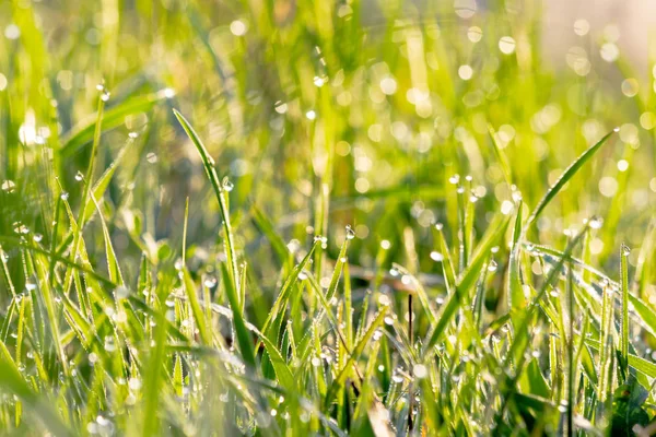 Зеленая трава в утренней росе — стоковое фото