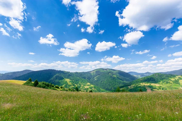 Bergwiese mit Wildkräutern und grünem Gras — Stockfoto