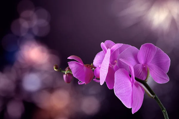 Flor de orquídea sobre un fondo púrpura borroso — Foto de Stock