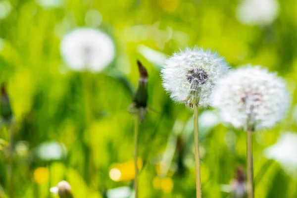 White fluffy dandelions in the grass — Stock Photo, Image