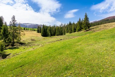 Güneşli bir günde dağlarda çayır ve orman