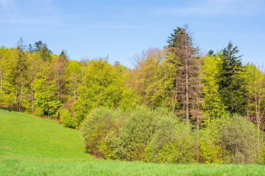 İlkbaharda tepenin üzerindeki orman