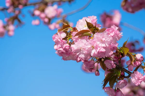 Flor de cerezo rosa de cerca — Foto de Stock