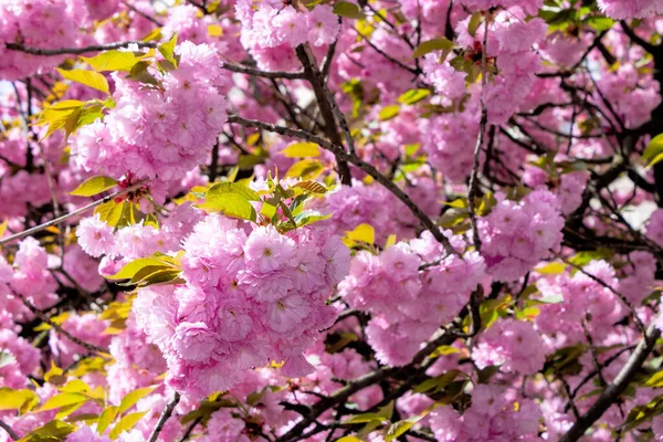 Rosa Sakura blühen auf der Straße — Stockfoto