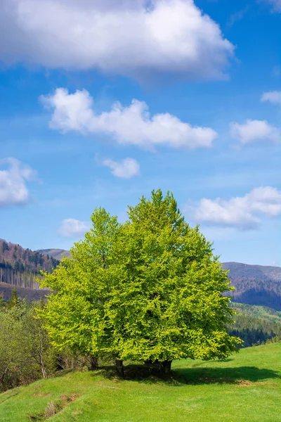 Bükkfa a füves réten tavasszal — Stock Fotó