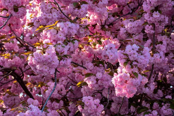 Fondo de flor de cerezo rosa en luz solar retroiluminada — Foto de Stock