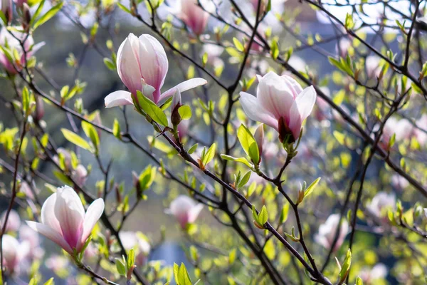 Vit magnolia blossom bakgrund — Stockfoto