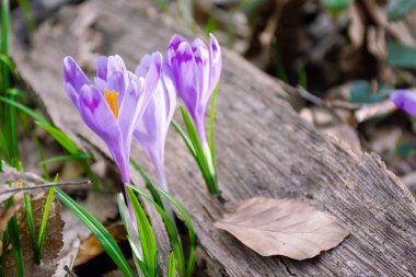 Ormanda Crocus çiçeği