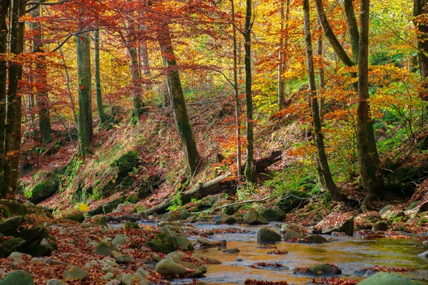 Rio Floresta no outono — Fotografia de Stock