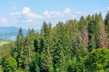 Karpat Dağları 'nın ormanlık tepesi