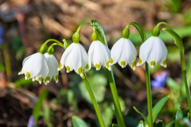bunch of snow drop flowers in the woods