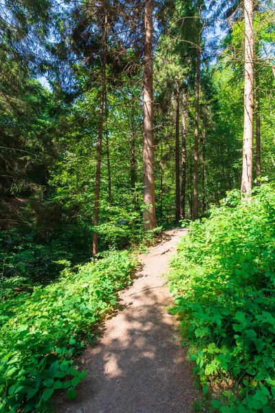 Waldweg am Hang — Stockfoto