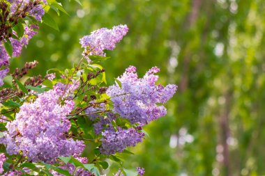 Çiçekli leylak çalısı.