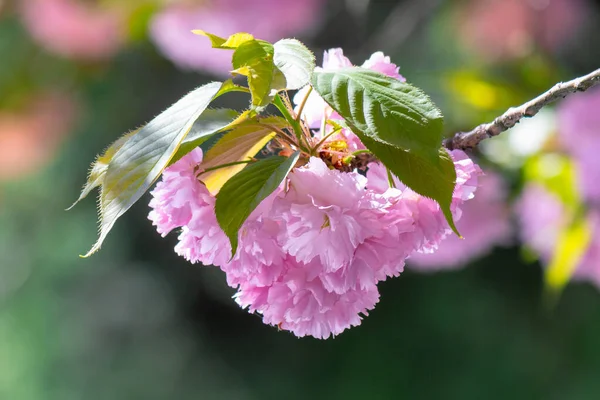 Sakura branch in backlit sunlight — 스톡 사진