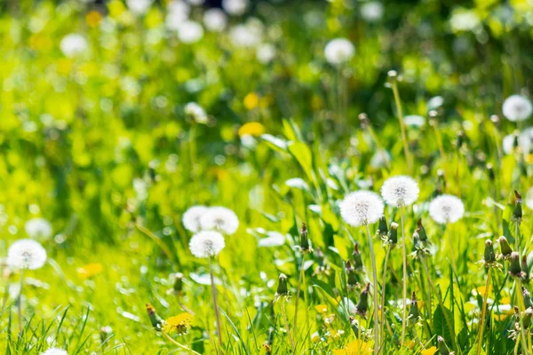 Bílé nadýchané pampelišky v trávě — Stock fotografie