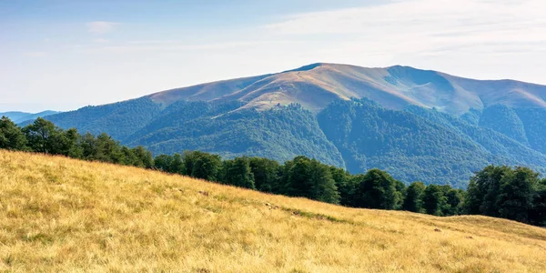 Paisaje montañoso de Cárpatos en verano — Foto de Stock