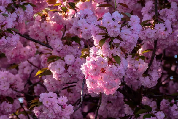 Fondo de flor de cerezo rosa en luz solar retroiluminada — Foto de Stock