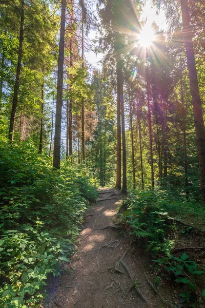 Forest trail on the hillside — Stock Photo, Image