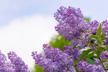 Çiçekli leylak çalısı.