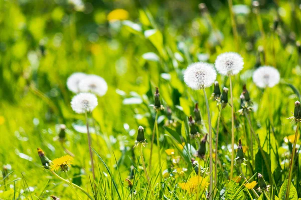 White fluffy dandelions in the grass — Stock Photo, Image