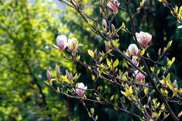 白いモクレンの花背景 — ストック写真