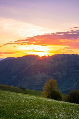 Gün batımında dağlarda kırsal alan. Yuvarlanan tepelerde tarlaları ve ağaçları olan Karpatya kırsalının muhteşem manzarası. Otlar ve çiçekler çayırda. Gökyüzünde parlayan mor bulutlar. İlkbaharda sakin hava