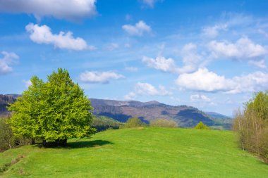 Baharda çimenli çayırdaki kayın ağacı. Güneşli ama rüzgarlı bir günde harika bir dağ manzarası. Gök kubbenin altında muhteşem bulutlar. Uzakta tepe var. Karpatya doğasının güzelliği