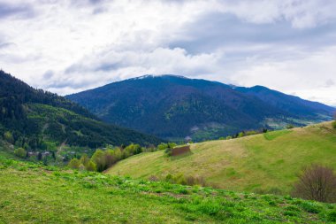 rolling hills and grassy meadows of mountainous countryside. beautiful rural landscape in springtime. sunny weather with clouds on the sky. ridge in the distance
