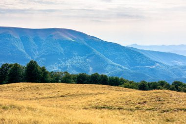 Yazın Karpatlar 'ın dağ manzarası. Çayırda yıpranmış çimenler. Bir tepenin kenarındaki kayın ormanı. Uzakta Apetska Dağı. Güneşli ağustos öğleden sonra Gökyüzünde bulutlar