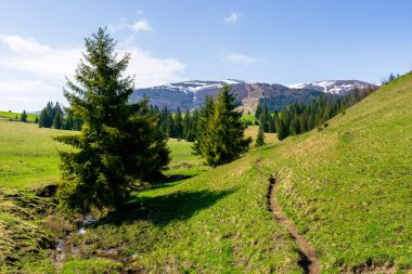 Bahar zamanı Borzhava Dağı Tepesi vadisi. Yeşil çayırdaki çam ağaçlarının arasında küçük bir dere. Güneşli bir günde güzel bir kırsal bölge. Zirvelerde kar yağar