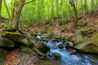 Kayın ormanındaki su akıntısı. Baharda güzel doğa manzarası, taze yeşil yapraklar içinde ağaçlar. Kıyıdaki yosunlu kayalar ve kayalar. Sıcak güneşli hava