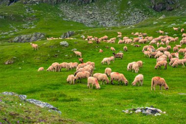 Yeşil çayırda koyun sürüsü. Romanya 'nın dağlarında yaz manzarası. bulutlu hava