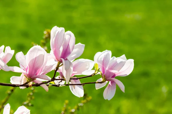 Blühende Magnolienzweige Sonnenlicht Wunderbare Naturkulisse Frühling — Stockfoto