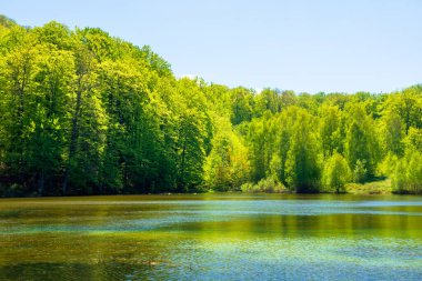 Kozalaklı ormanların arasında dağ gölü manzarası. İlkbaharda öğle vakti harika bir doğa manzarası..