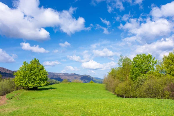 春の草原のブナの木 日当たりの良い風の強い日に素晴らしい山岳風景 紺碧の空の下の豪華な雲 遠くの尾根だカルパチア性の美しさ — ストック写真