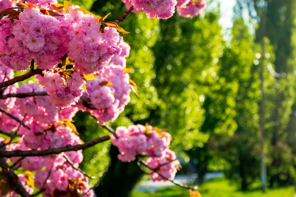 Pink Cherry Blossom Background Backlit Sunlight Beautiful Nature Scenery Springtime — Stock Photo, Image