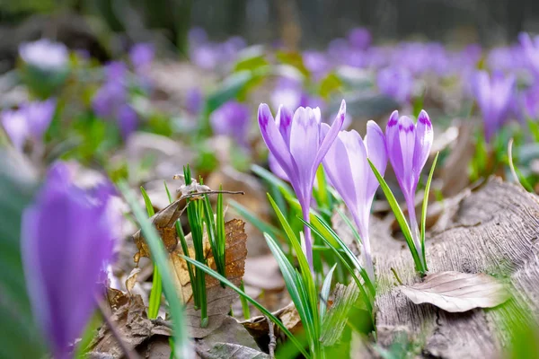 Цветок Крокус Лесу Beauty Wild Purple Blooming Spring — стоковое фото