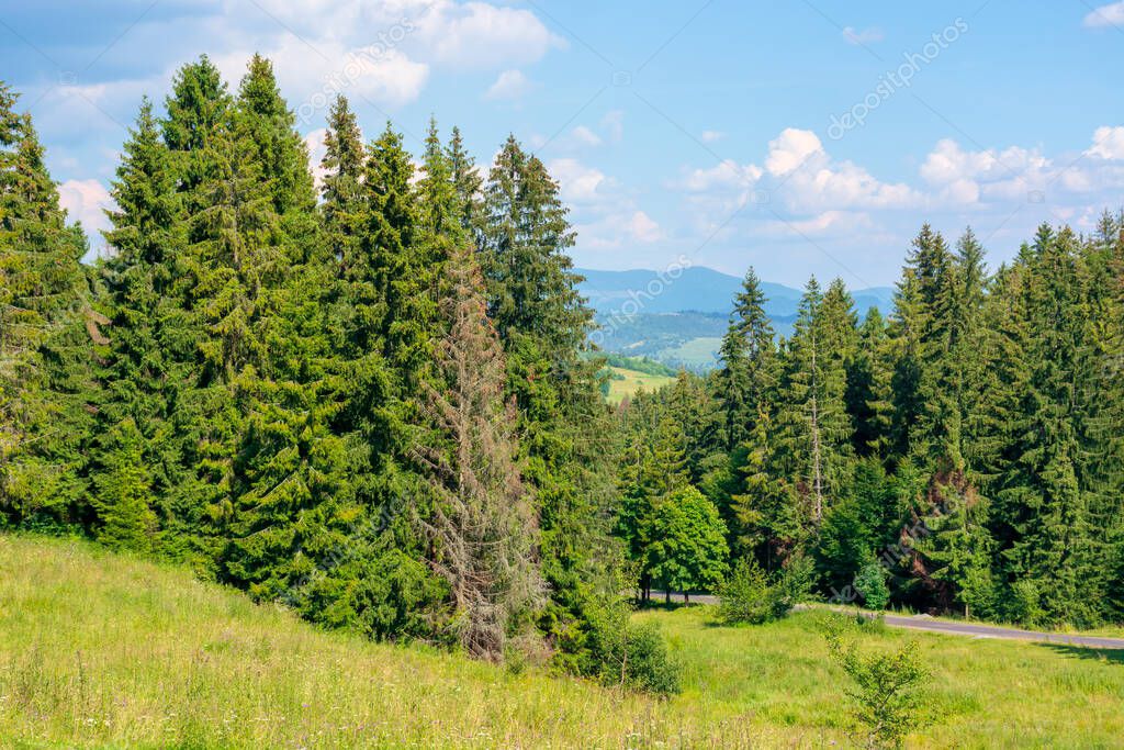 pellinni