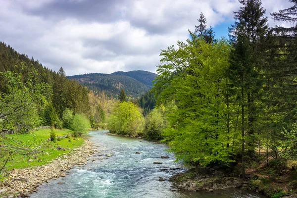 Rio Montanha Entre Floresta Primavera Árvores Grama Pedrado Costa Bela — Fotografia de Stock