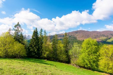 İlkbaharda güzel bir manzara. Çayırda bir sıra ağaç. Mavi bir gökyüzünün altında, kabarık bulutlu bir dağ sırtı. Sıcak güneşli hava