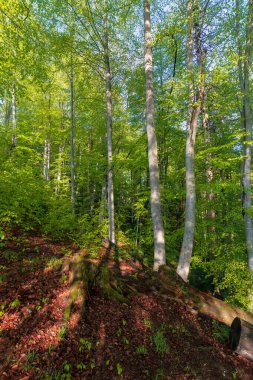 Yamaçtaki orman yolu. Güneşli bir günde kayın ağaçlarıyla güzel bir doğa manzarası.