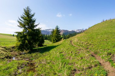 Bahar zamanı Borzhava Dağı Tepesi vadisi. Yeşil çayırdaki çam ağaçlarının arasında küçük bir dere. Güneşli bir günde güzel bir kırsal alan. Zirvelerde kar yağar
