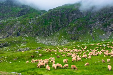 Yeşil çayırda koyun sürüsü. Romanya 'nın dağlarında yaz manzarası. bulutlu hava