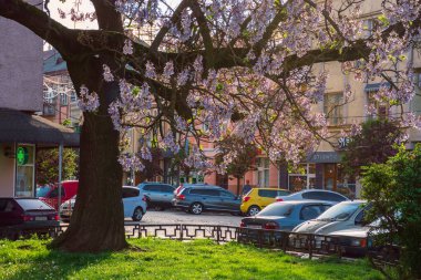 Uzhhorod, ukraine - MAY 01, 2018: Paulownia tomentosa tree in blossom, located on Koriatovycha Square. wonderful cityscape of the old town at sunset in evening light.