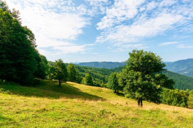 Yazın güneşli dağ manzarası. Tepe yamacındaki bir çayırda, mavi gökyüzünün altında kabarık bulutlu ağaçlarla güzel bir manzara. Uzakta tepe parlak bir günde açıkça görülebilir.