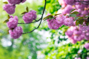 Dala yakın pembe kiraz çiçeği. Japon sakura sezonunun beatti. harika doğa geçmişi