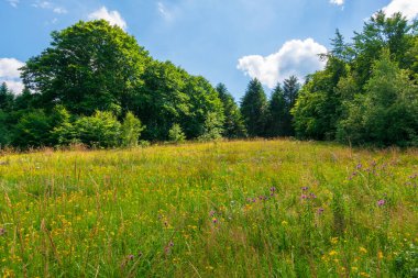 Yazın yabani otlarla dolu çimenli bir çayır. Ormanın etrafındaki ilkel kayın ormanları. Mavi gökyüzünde bulutlar olan güneşli bir yaz havası.