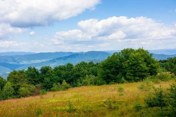 Dağ çayırı. Bir tepenin kenarındaki kayın ormanı. Mavi gökyüzünde kabarık bulutlar olan güzel bir yaz manzarası. Çimlerin arasında yabani otlar. Sırt uzaklığa doğru yuvarlanıyor.